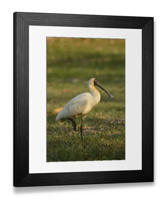 Framed Print : Royal Spoonbill (Platalea regia) adult, non-breeding plumage, standing on one leg, Queensland, Australia, November Framed Print : Royal Spoonbill (Platalea regia) adult, non-breeding plumage, standing on one leg, Queensland, Australia, November