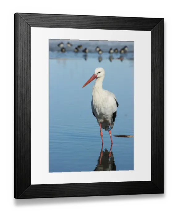 Framed Print : White Stork (Ciconia ciconia) adult, with leg rings, standing in water, Racconigi, Cuneo Province, Piedmont, Italy Framed Print : White Stork (Ciconia ciconia) adult, with leg rings, standing in water, Racconigi, Cuneo Province, Piedmont, Italy