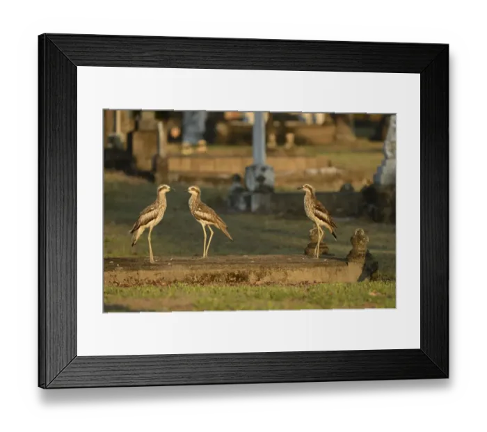 Framed Print : Bush Thick-knee (Burhinus grallarius) three adults, standing in graveyard, Cairns, Queensland, Australia, November Framed Print : Bush Thick-knee (Burhinus grallarius) three adults, standing in graveyard, Cairns, Queensland, Australia, November