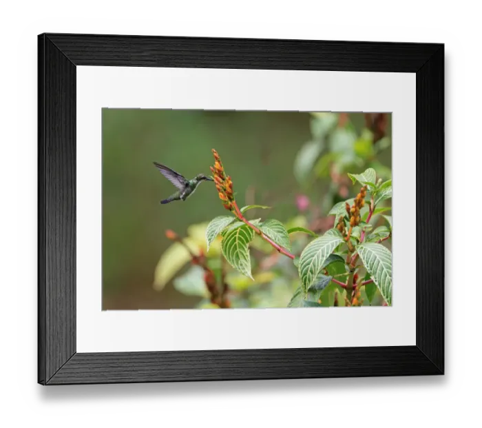 Framed Print : Black-throated Mango (Anthracothorax nigricollis) adult female, in flight, feeding at flowers, Trinidad Framed Print : Black-throated Mango (Anthracothorax nigricollis) adult female, in flight, feeding at flowers, Trinidad