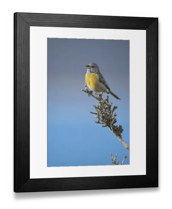 Framed Print : Grey-hooded Sierra-finch (Phrygilus gayi) adult male, perched on bush, Torres del Paine N. P