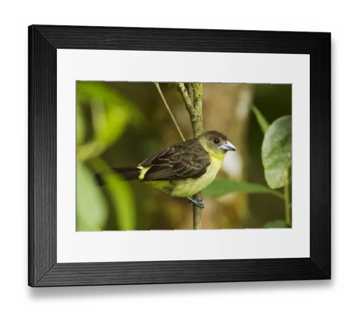 Framed Print : Lemon-rumped Tanager (Ramphocelus icteronotus) adult female, perched on twig in montane rainforest, Andes, Ecuador Framed Print : Lemon-rumped Tanager (Ramphocelus icteronotus) adult female, perched on twig in montane rainforest, Andes, Ecuador