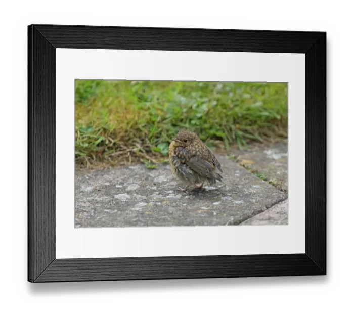 Framed Print : European Robin (Erithacus rubecula) chick, fledgling waiting to be fed, standing on garden path, Hadleigh, Suffolk Framed Print : European Robin (Erithacus rubecula) chick, fledgling waiting to be fed, standing on garden path, Hadleigh, Suffolk