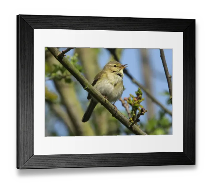 Framed Print : Iberian Chiffchaff (Phylloscopus ibericus) adult male, vagrant, singing, perched on twig, Walderslade, Kent, England