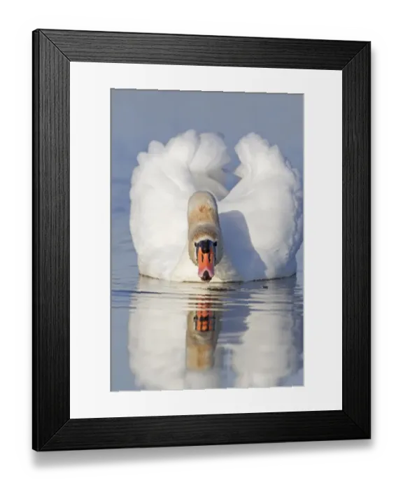 Framed Print : Mute Swan (Cygnus olor) adult female, drinking, swimming on pond, Suffolk, England, December Framed Print : Mute Swan (Cygnus olor) adult female, drinking, swimming on pond, Suffolk, England, December