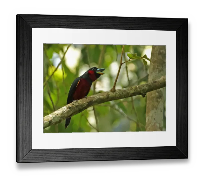 Framed Print : Black-and-red Broadbill (Cymbirhynchus macrorhynchos siamensis) adult, calling, perched on branch, Kaeng Krachan N. P Framed Print : Black-and-red Broadbill (Cymbirhynchus macrorhynchos siamensis) adult, calling, perched on branch, Kaeng Krachan N. P