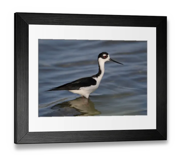 Framed Print : Black-necked Stilt (Himantopus mexicanus) adult male, wading in lagoon, Zapata Peninsula, Matanzas Province, Cuba Framed Print : Black-necked Stilt (Himantopus mexicanus) adult male, wading in lagoon, Zapata Peninsula, Matanzas Province, Cuba