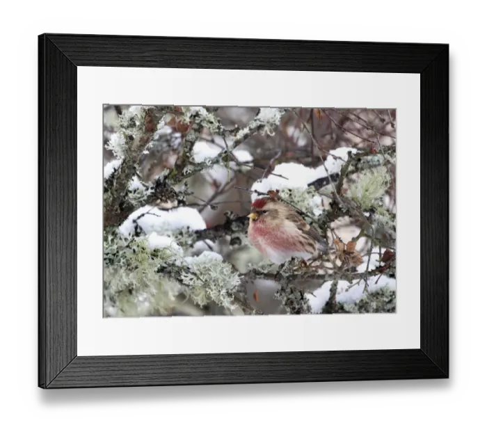Framed Print : Lesser Redpoll (Carduelis cabaret) adult male, perched on lichen covered birch twig in snow, Cairngorms N. P Framed Print : Lesser Redpoll (Carduelis cabaret) adult male, perched on lichen covered birch twig in snow, Cairngorms N. P