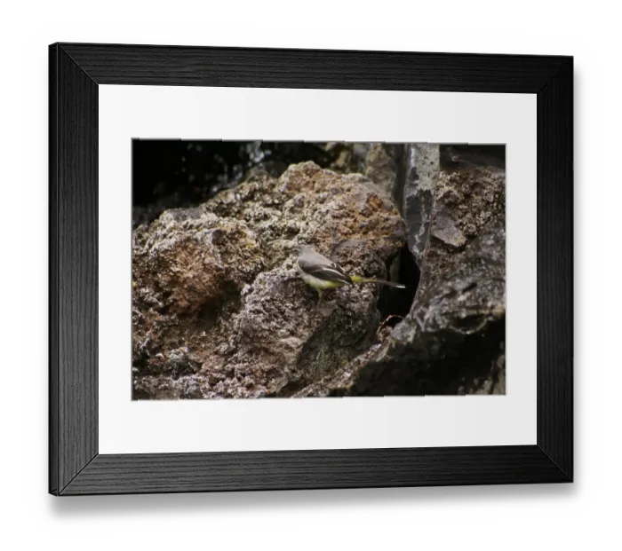 Framed Print : Grey Wagtail (Montacilla cinerea schmitzi) endemic island subspecies, adult, foraging on rocks, Madeira, May Framed Print : Grey Wagtail (Montacilla cinerea schmitzi) endemic island subspecies, adult, foraging on rocks, Madeira, May