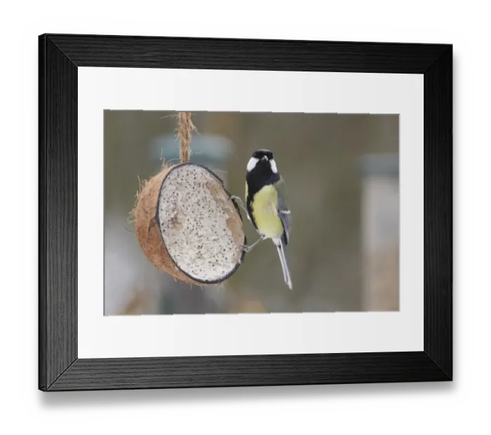 Framed Print : Great Tit (Parus major) adult, feeding on fat ball mixture in coconut shell, West Yorkshire, England, January Framed Print : Great Tit (Parus major) adult, feeding on fat ball mixture in coconut shell, West Yorkshire, England, January