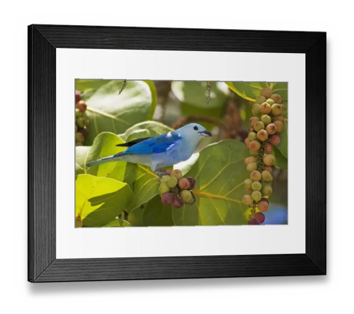 Framed Print : Blue-grey Tanager (Thraupis episcopus) adult, feeding on Seagrape (Coccoloba uvifera) fruit, Tobago Framed Print : Blue-grey Tanager (Thraupis episcopus) adult, feeding on Seagrape (Coccoloba uvifera) fruit, Tobago