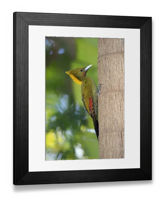 Framed Print : Greater Yellownape (Picus flavinucha) adult female, clinging to tree trunk (captive) Framed Print : Greater Yellownape (Picus flavinucha) adult female, clinging to tree trunk (captive)