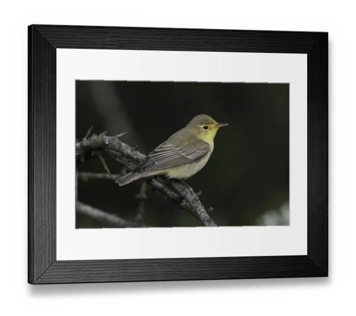 Framed Print : Icterine Warbler (Hippolais icterina) adult, summer plumage, perched on twig, Lemnos, Greece, April