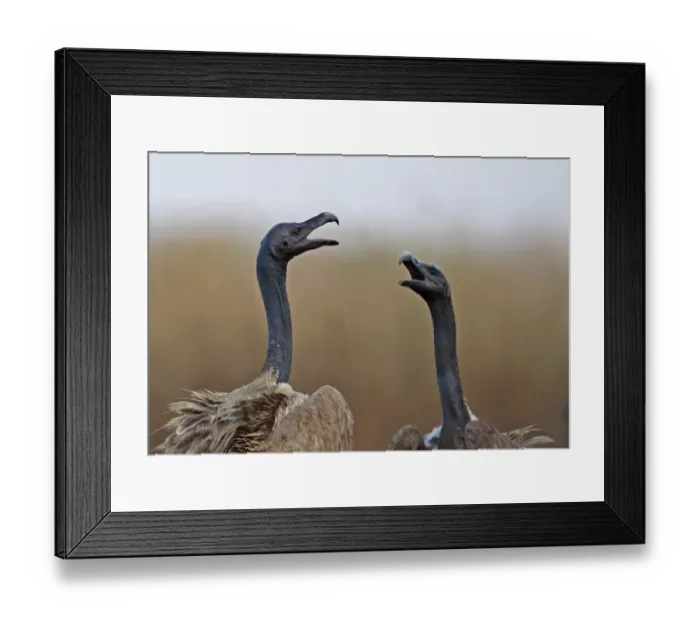 Framed Print : Slender-billed Vulture (Gyps tenuirostris) two adults, close-up of heads and necks, squabbling at carrion