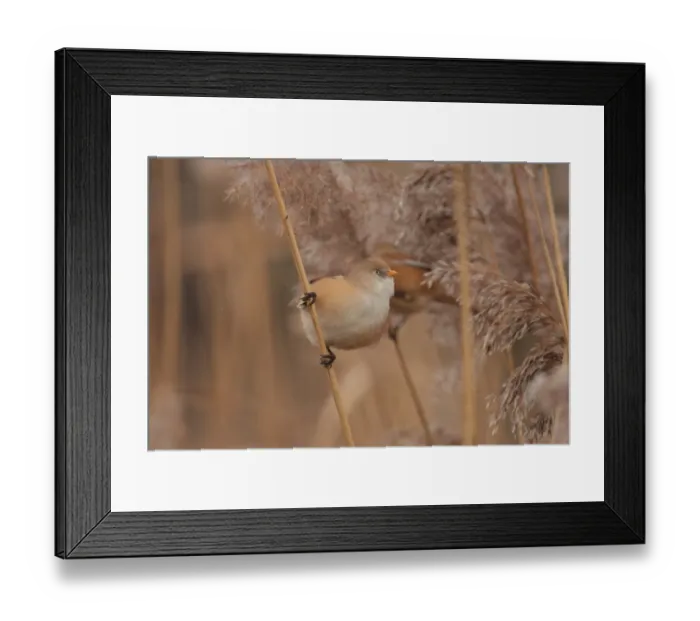 Framed Print : Bearded Tit (Panurus biarmicus) adult female, perched on reed stem, first ever example of species recorded in central Framed Print : Bearded Tit (Panurus biarmicus) adult female, perched on reed stem, first ever example of species recorded in central