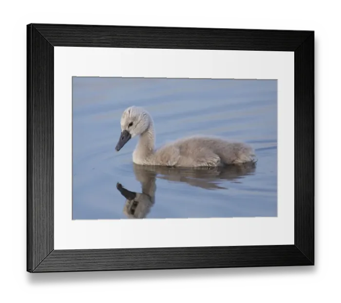 Framed Print : Mute Swan (Cygnus olor) cygnet, swimming, West Yorkshire, England, July Framed Print : Mute Swan (Cygnus olor) cygnet, swimming, West Yorkshire, England, July