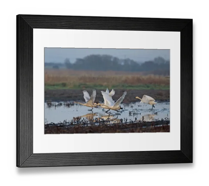 Framed Print : Bewicks Swan (Cygnus bewickii) four adults and one juvenile, taking off from flooded Higher Level Stewardship land Framed Print : Bewicks Swan (Cygnus bewickii) four adults and one juvenile, taking off from flooded Higher Level Stewardship land