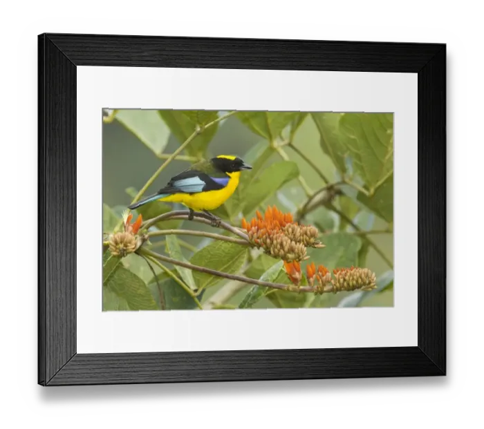 Framed Print : Blue-winged Mountain Tanager (Anisognathus somptuosus) adult, perched on flower stem in montane rainforest, Andes