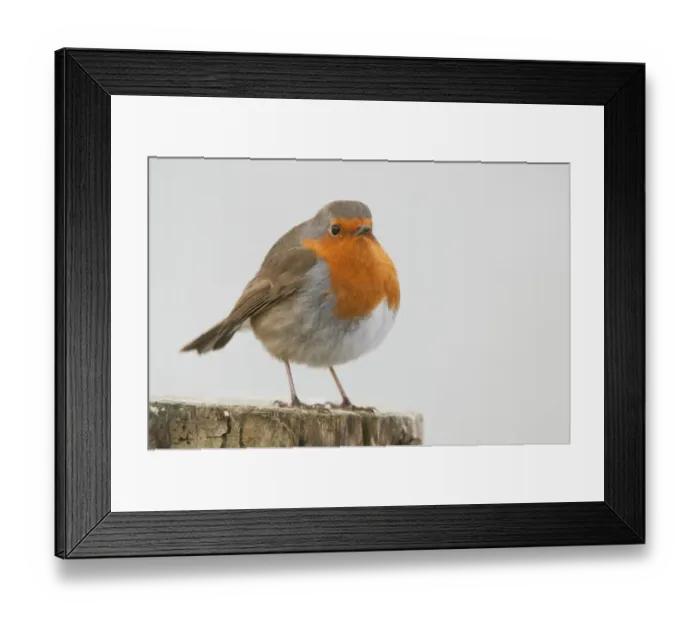 Framed Print : European Robin (Erithacus rubecula) adult, with feathers fluffed up, perched on fencepost in snow, West Sussex