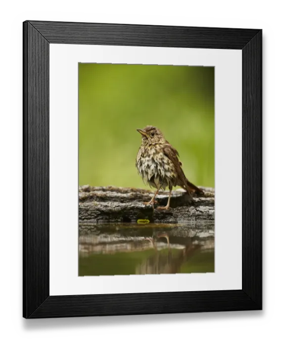 Framed Print : Song Thrush (Turdus philomelos) adult, with wet feathers, standing at edge of woodland pool after bathing, Hungary, May Framed Print : Song Thrush (Turdus philomelos) adult, with wet feathers, standing at edge of woodland pool after bathing, Hungary, May