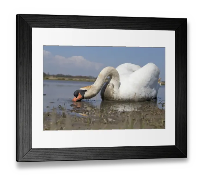 Framed Print : Mute Swan (Cygnus olor) adult male, filter feeding in shallow water at edge of pond, Suffolk, England, May Framed Print : Mute Swan (Cygnus olor) adult male, filter feeding in shallow water at edge of pond, Suffolk, England, May