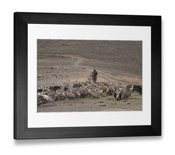Framed Print : Eurasian Griffon Vulture (Gyps fulvus) flock, feeding on carrion at feeding station, Spain, January Framed Print : Eurasian Griffon Vulture (Gyps fulvus) flock, feeding on carrion at feeding station, Spain, January