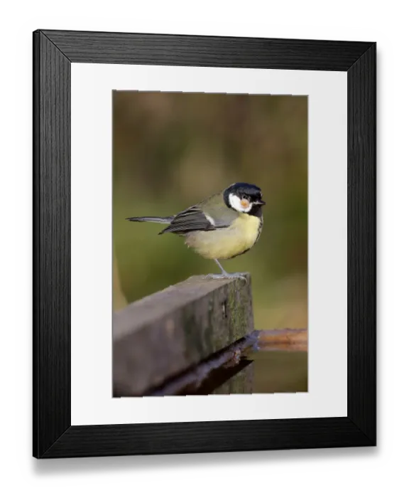 Framed Print : Great Tit (Parus major) adult, with tumor growth on head, standing at edge of water, Warwickshire, England, December Framed Print : Great Tit (Parus major) adult, with tumor growth on head, standing at edge of water, Warwickshire, England, December