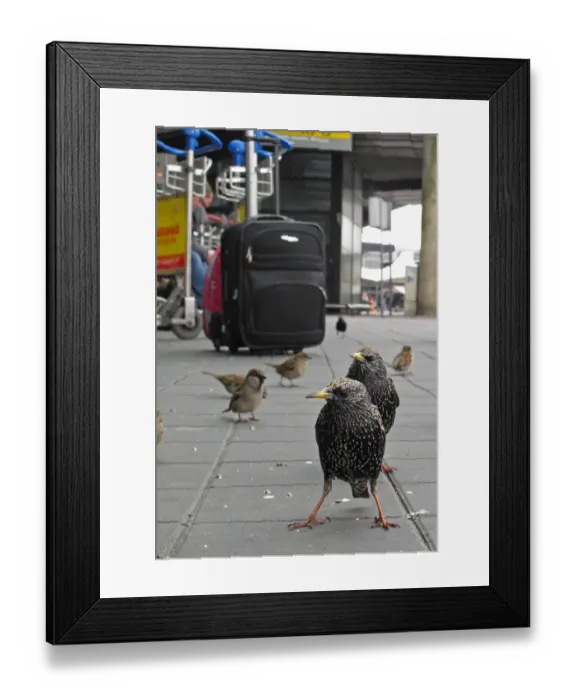 Framed Print : Common Starling (Sturnus vulgaris) two adult males, non-breeding plumage, with House Sparrows (Passer domesticus) Framed Print : Common Starling (Sturnus vulgaris) two adult males, non-breeding plumage, with House Sparrows (Passer domesticus)