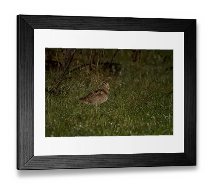 Framed Print : Eurasian Woodcock (Scolopax rusticola) adult, foraging in field at night during rainfall, Shropshire, England, December Framed Print : Eurasian Woodcock (Scolopax rusticola) adult, foraging in field at night during rainfall, Shropshire, England, December