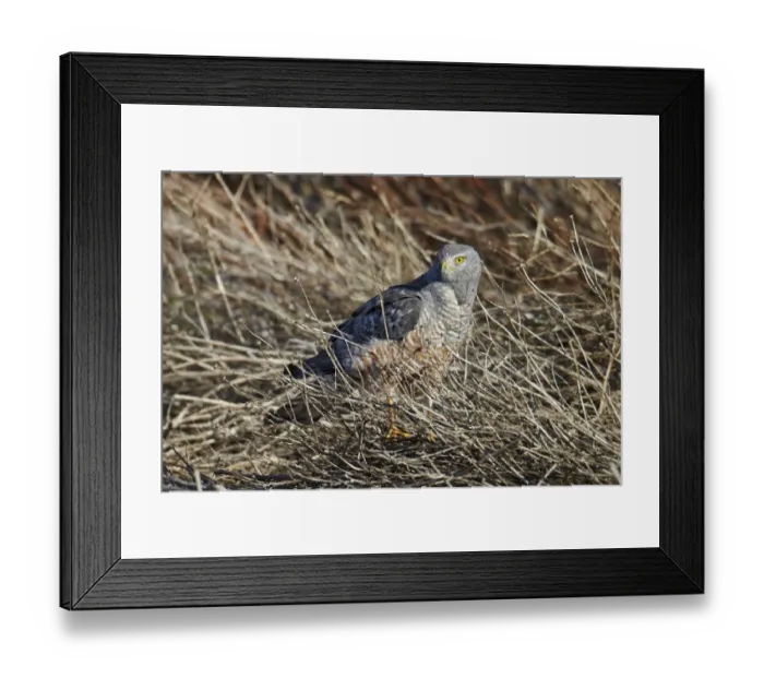 Framed Print : Cinereous Harrier (Circus cinereus) adult male, standing amongst stems, El Calafate, Santa Cruz Province, Patagonia Framed Print : Cinereous Harrier (Circus cinereus) adult male, standing amongst stems, El Calafate, Santa Cruz Province, Patagonia
