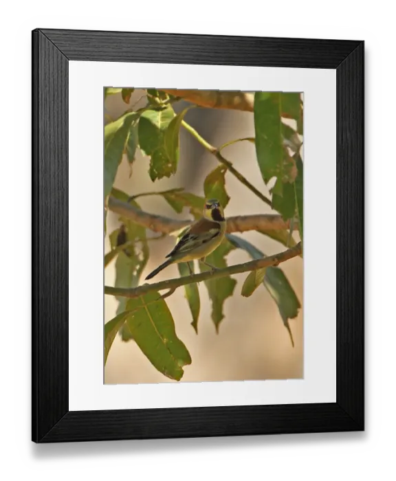 Framed Print : Plain-backed Sparrow (Passer flaveolus) adult male, perched on twig, Ang Trapaeng Thmor, Cambodia, January Framed Print : Plain-backed Sparrow (Passer flaveolus) adult male, perched on twig, Ang Trapaeng Thmor, Cambodia, January
