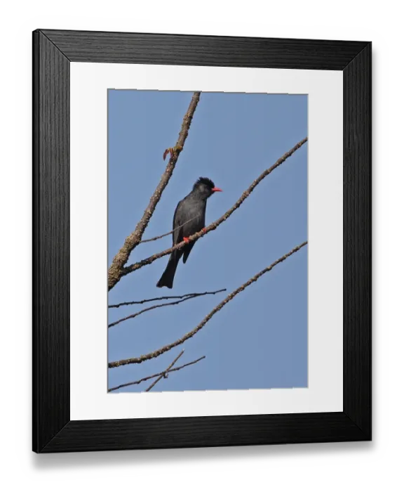 Framed Print : Black Bulbul (Hypsipetes leucocephalus) adult, perched on twig, Dakdam Highland, Cambodia, January Framed Print : Black Bulbul (Hypsipetes leucocephalus) adult, perched on twig, Dakdam Highland, Cambodia, January