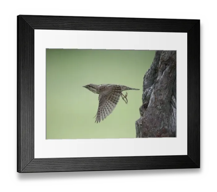 Framed Print : Eurasian Wryneck (Jynx torquilla) adult, in flight, leaving nesthole in tree trunk, Bulgaria, May Framed Print : Eurasian Wryneck (Jynx torquilla) adult, in flight, leaving nesthole in tree trunk, Bulgaria, May