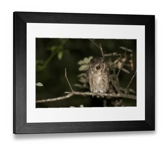 Framed Print : Collared Scops-owl (Otus lettia) adult, perched on branch at night, Hong Kong, China, October Framed Print : Collared Scops-owl (Otus lettia) adult, perched on branch at night, Hong Kong, China, October
