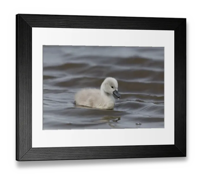 Framed Print : Mute Swan (Cygnus olor) cygnet, swimming, Suffolk, England, May Framed Print : Mute Swan (Cygnus olor) cygnet, swimming, Suffolk, England, May