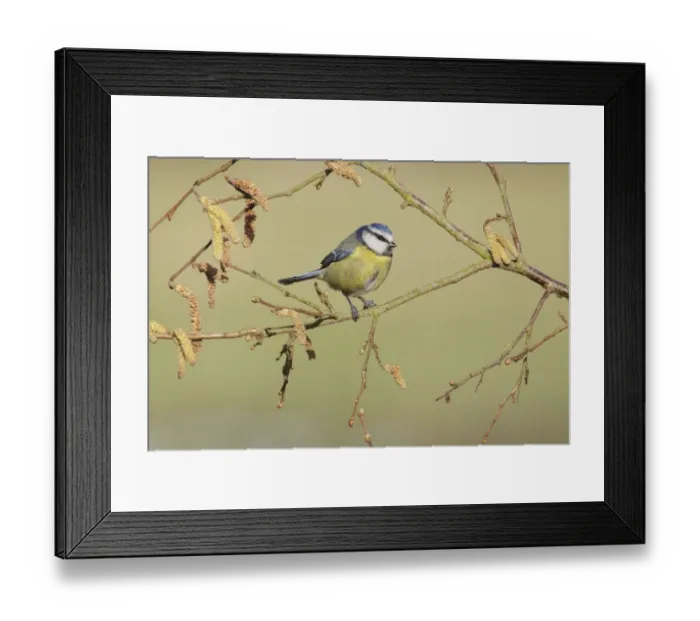 Framed Print : Blue Tit (Parus caeruleus) adult, with deformed foot, perched on Common Hazel (Corylus avellana) twig with catkins Framed Print : Blue Tit (Parus caeruleus) adult, with deformed foot, perched on Common Hazel (Corylus avellana) twig with catkins