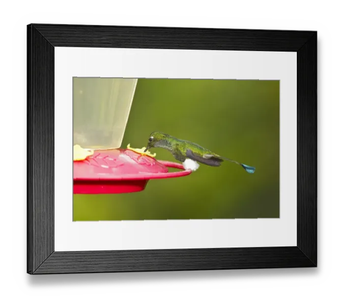 Framed Print : Booted Racket-tail (Ocreatus underwoodii) adult male, feeding at feeder in montane rainforest, Andes, Ecuador, November Framed Print : Booted Racket-tail (Ocreatus underwoodii) adult male, feeding at feeder in montane rainforest, Andes, Ecuador, November