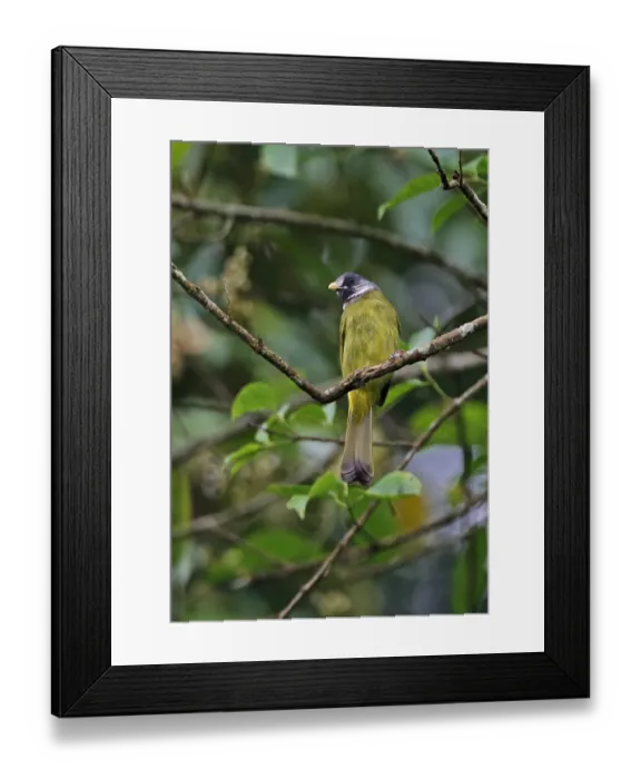 Framed Print : Collared Finchbill (Spizixos semitorques cinereicapillus) adult, perched on twig, Dasyueshan National Forest, Taiwan