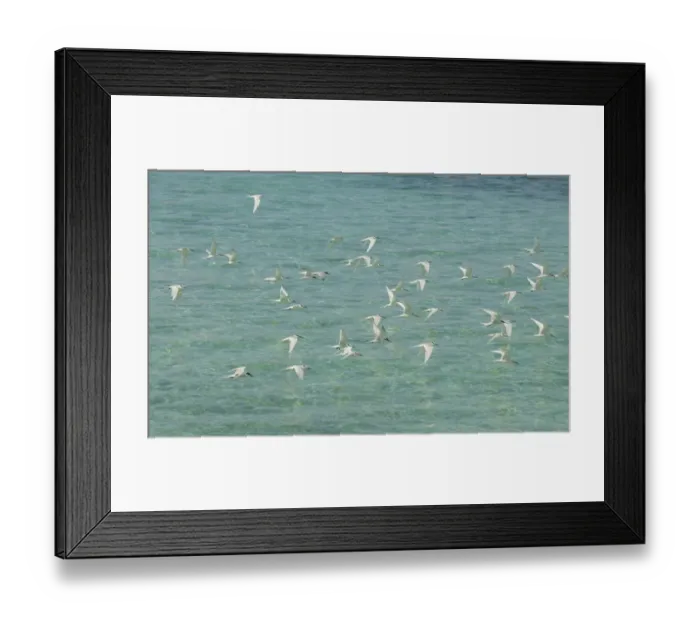 Framed Print : Black-naped Tern (Sterna sumatrana) flock, in flight over sea, Queensland, Australia, December Framed Print : Black-naped Tern (Sterna sumatrana) flock, in flight over sea, Queensland, Australia, December