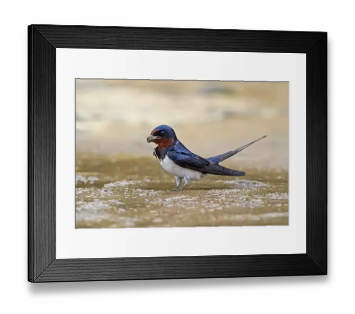Framed Print : Barn Swallow (Hirundo rustica gutturalis) adult, collecting mud for nesting material, Taiwan, April Framed Print : Barn Swallow (Hirundo rustica gutturalis) adult, collecting mud for nesting material, Taiwan, April