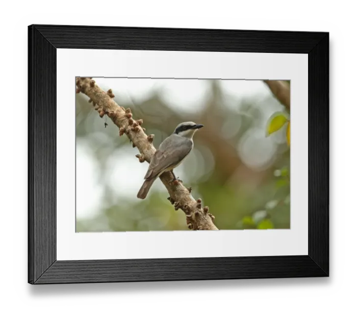 Framed Print : Large Woodshrike (Tephrodornis gularis mekongensis) adult, perched on branch, Tmatboey, Cambodia, January Framed Print : Large Woodshrike (Tephrodornis gularis mekongensis) adult, perched on branch, Tmatboey, Cambodia, January