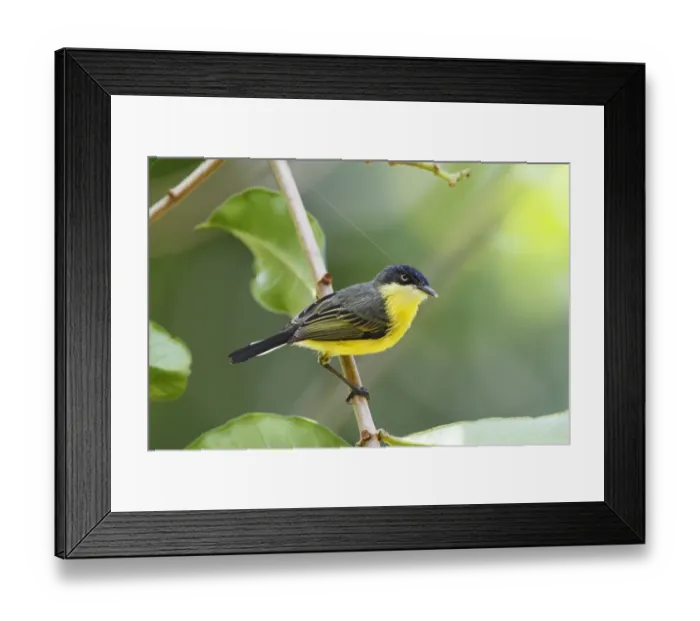 Framed Print : Common Tody-flycatcher (Todirostrum cinereum) adult, with spider web in beak, perched on twig, Costa Rica, April Framed Print : Common Tody-flycatcher (Todirostrum cinereum) adult, with spider web in beak, perched on twig, Costa Rica, April