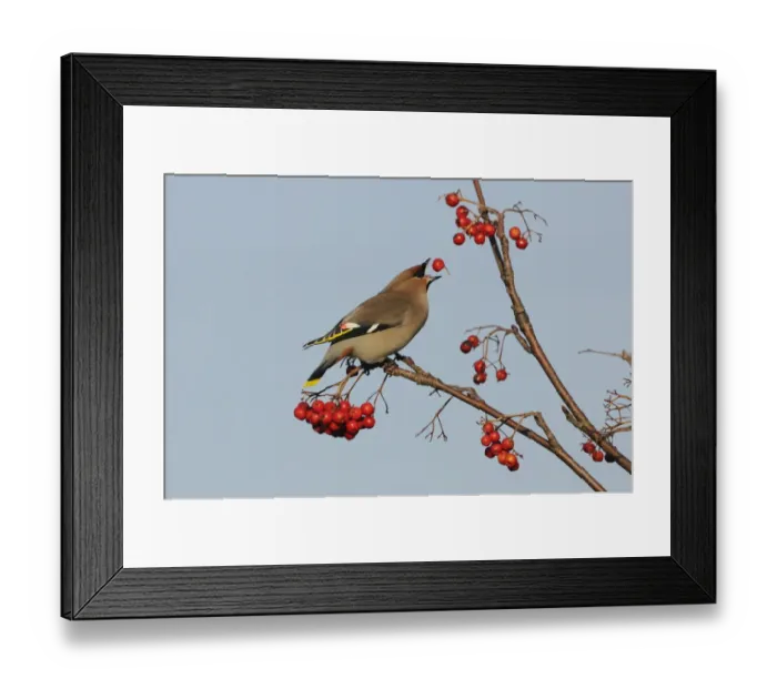 Framed Print : Bohemian Waxwing (Bombycilla garrulus) adult, tossing up and feeding on Rowan (Sorbus aucuparia) berry, Norfolk Framed Print : Bohemian Waxwing (Bombycilla garrulus) adult, tossing up and feeding on Rowan (Sorbus aucuparia) berry, Norfolk