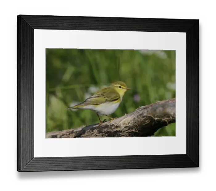 Framed Print : Wood Warbler (Phylloscopus sibilatrix) adult, summer plumage, perched on branch, Lemnos, Greece, April Framed Print : Wood Warbler (Phylloscopus sibilatrix) adult, summer plumage, perched on branch, Lemnos, Greece, April