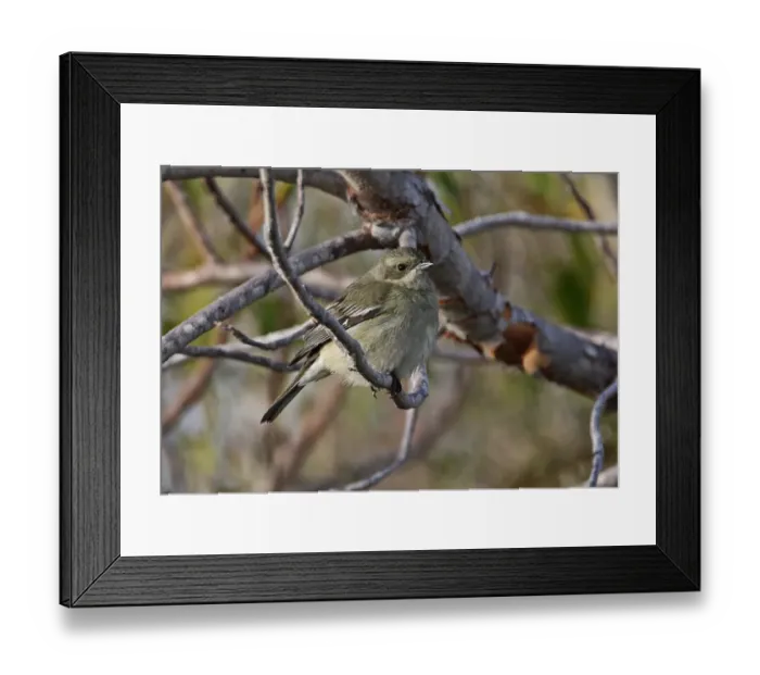 Framed Print : Stripe-headed Tanager (Spindalis zena pretrei) adult female, perched on twig, Cayo Coco, Jardines del Rey Framed Print : Stripe-headed Tanager (Spindalis zena pretrei) adult female, perched on twig, Cayo Coco, Jardines del Rey