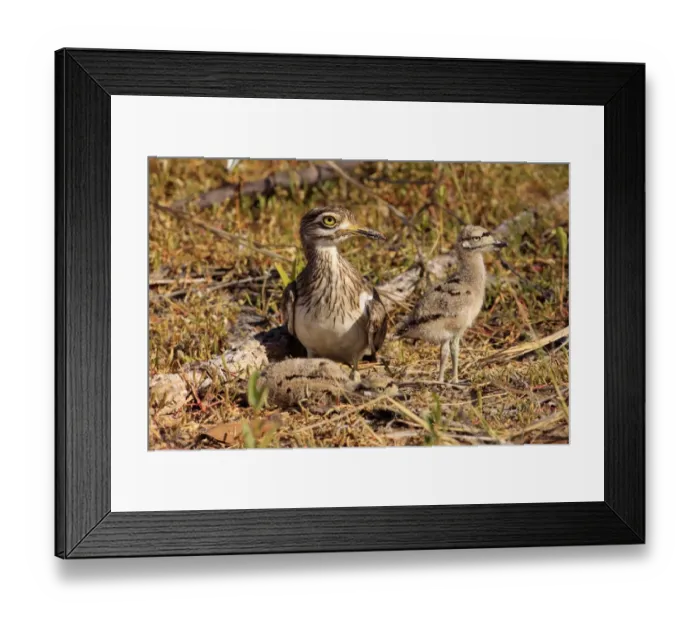 Framed Print : Senegal Thick-knee (Burhinus senegalensis) adult with two chicks, at nest in early morning sunlight, Gambia, December Framed Print : Senegal Thick-knee (Burhinus senegalensis) adult with two chicks, at nest in early morning sunlight, Gambia, December