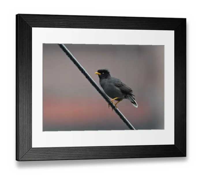 Framed Print : Javan Myna (Acridotheres javanicus) introduced species, adult, with crown feathers raised, perched on powerline Framed Print : Javan Myna (Acridotheres javanicus) introduced species, adult, with crown feathers raised, perched on powerline