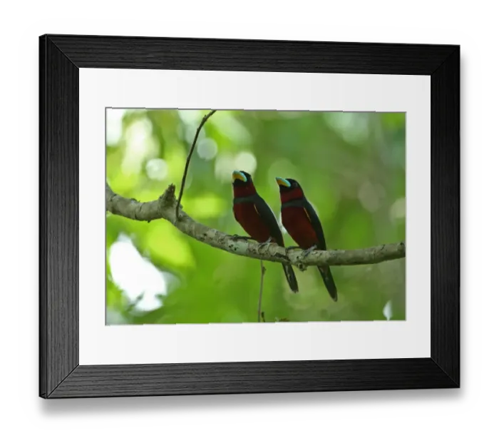 Framed Print : Black-and-red Broadbill (Cymbirhynchus macrorhynchos siamensis) adult pair, perched on branch, Kaeng Krachan N. P Framed Print : Black-and-red Broadbill (Cymbirhynchus macrorhynchos siamensis) adult pair, perched on branch, Kaeng Krachan N. P
