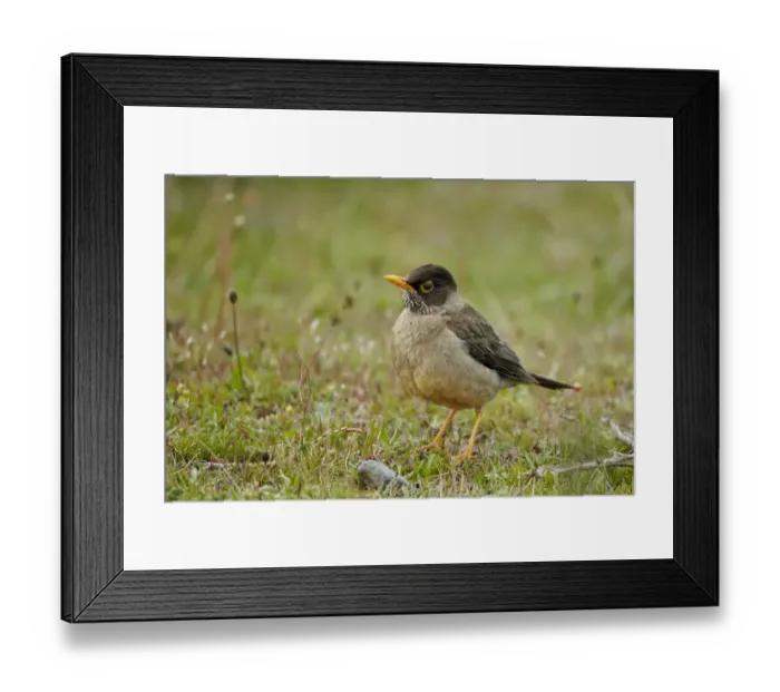Framed Print : Austral Thrush (Turdus falcklandii magellanicus) adult, standing on ground, Torres del Paine N. P Framed Print : Austral Thrush (Turdus falcklandii magellanicus) adult, standing on ground, Torres del Paine N. P