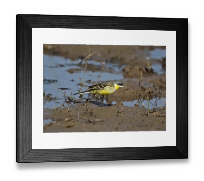 Framed Print : Eastern Yellow Wagtail (Motacilla tschutschensis) adult male, feeding on invertebrate prey in muddy field, Cambodia Framed Print : Eastern Yellow Wagtail (Motacilla tschutschensis) adult male, feeding on invertebrate prey in muddy field, Cambodia